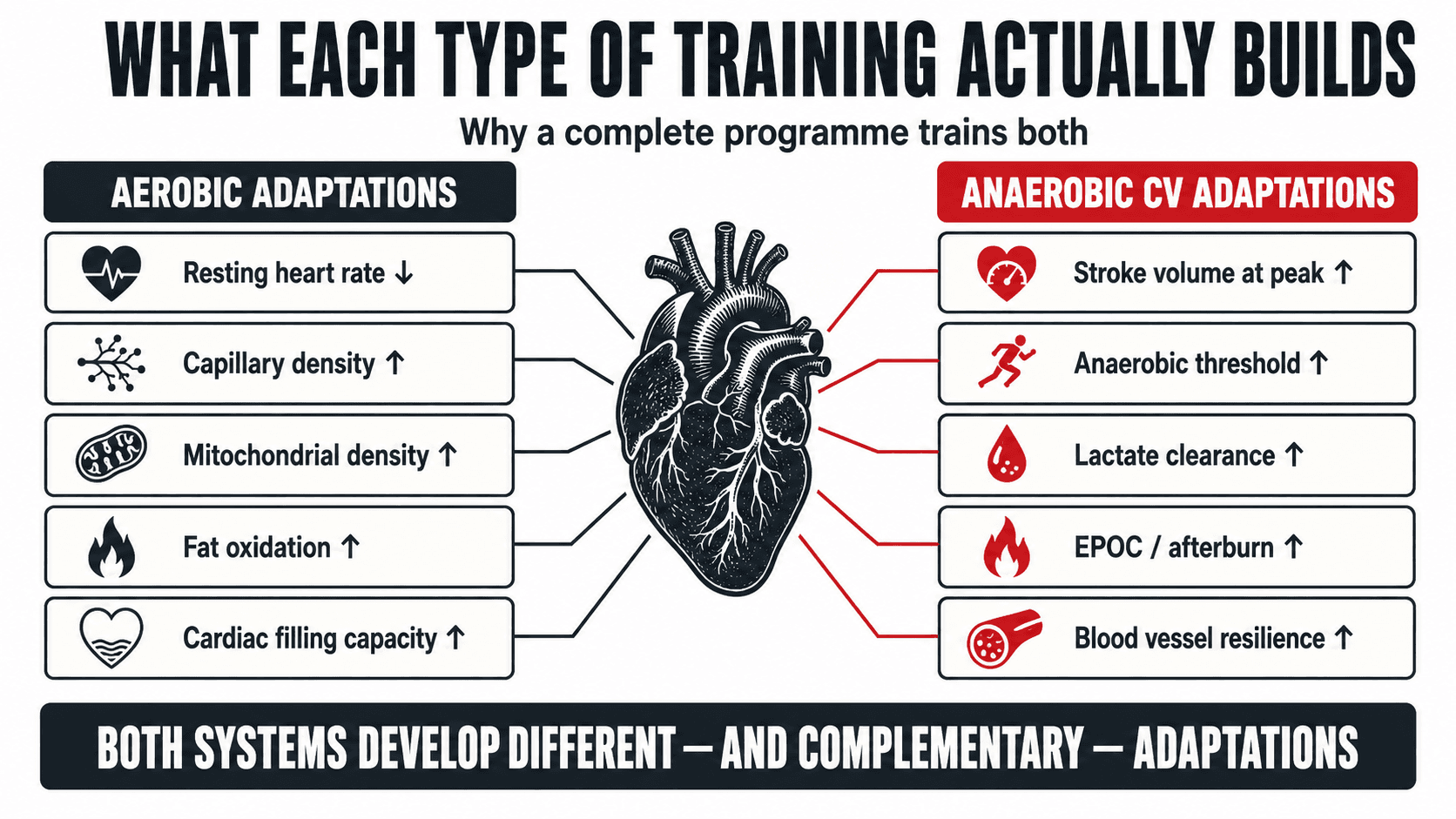 Anatomical heart diagram titled What Each Type of Training Actually Builds, contrasting aerobic adaptations (lower resting heart rate, capillary density, mitochondrial density, fat oxidation, cardiac filling capacity) with anaerobic cardiovascular adaptations (stroke volume at peak, anaerobic threshold, lactate clearance, EPOC afterburn, blood vessel resilience), captioned Both Systems Develop Different — and Complementary — Adaptations
