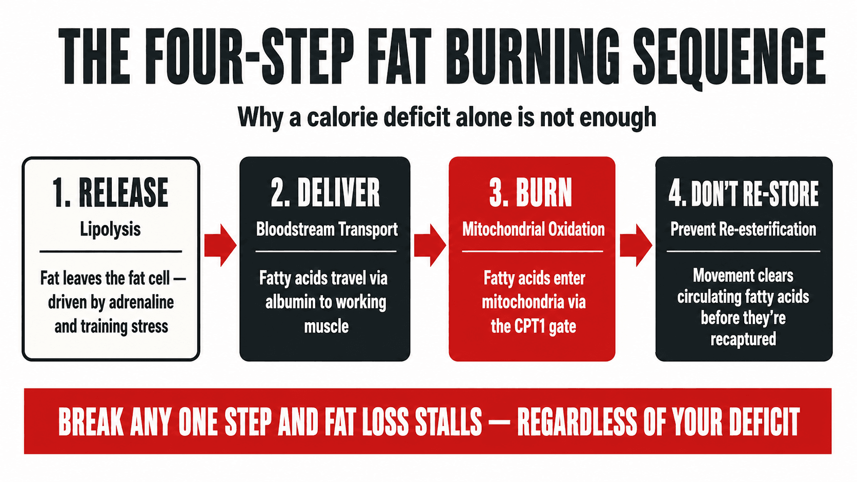 Infographic titled The Four-Step Fat Burning Sequence showing Step 1 Release (lipolysis driven by adrenaline and training stress), Step 2 Deliver (bloodstream transport of fatty acids via albumin to working muscle), Step 3 Burn (mitochondrial oxidation through the CPT1 gate), and Step 4 Don't Re-Store (movement clears circulating fatty acids before they're recaptured), captioned Break Any One Step and Fat Loss Stalls — Regardless of Your Deficit