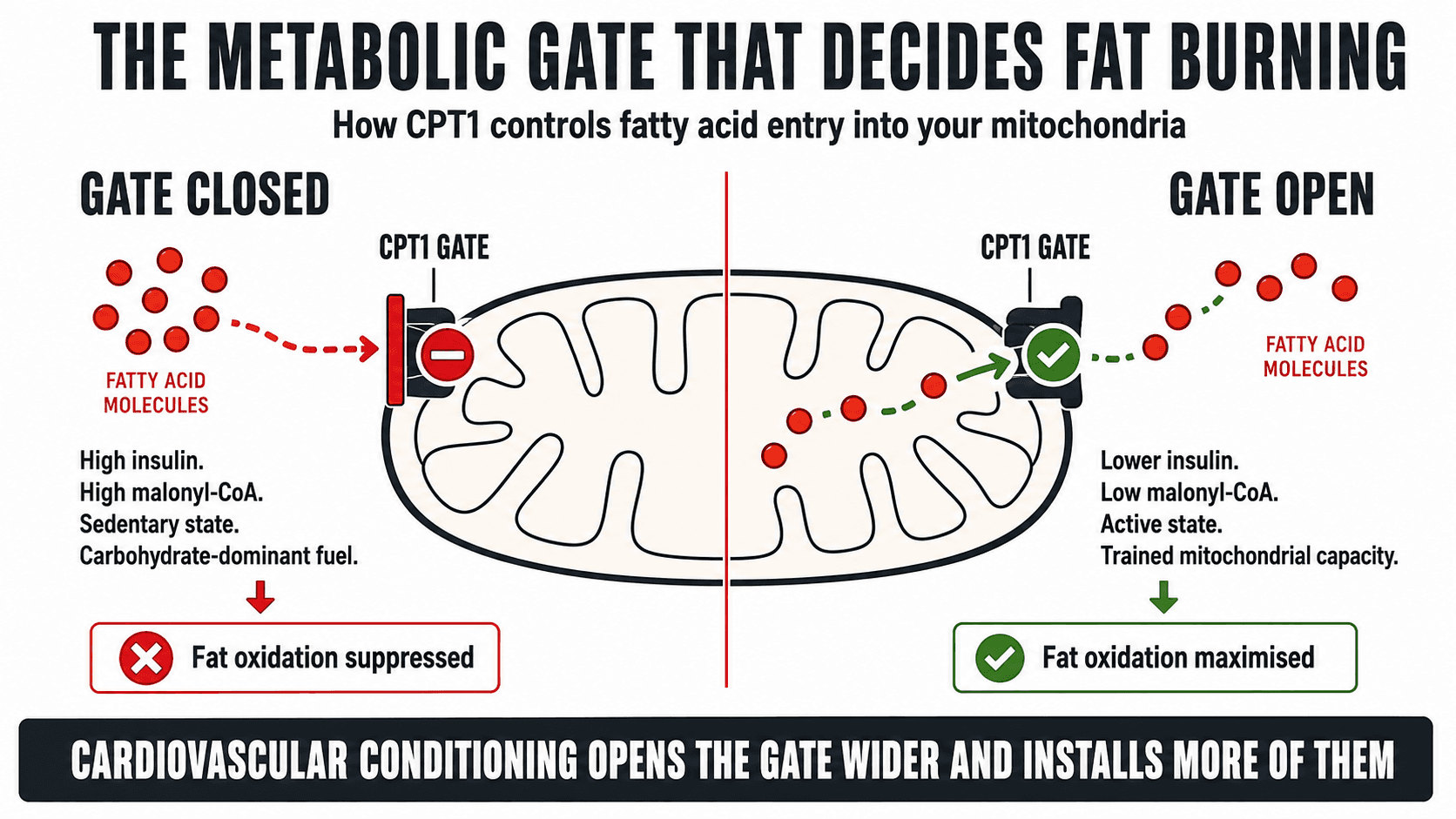 Diagram titled The Metabolic Gate That Decides Fat Burning, comparing a closed CPT1 gate (high insulin, high malonyl-CoA, sedentary, carbohydrate-dominant fuel — fat oxidation suppressed) with an open CPT1 gate (lower insulin, low malonyl-CoA, active, trained mitochondrial capacity — fat oxidation maximised), captioned Cardiovascular Conditioning Opens the Gate Wider and Installs More of Them