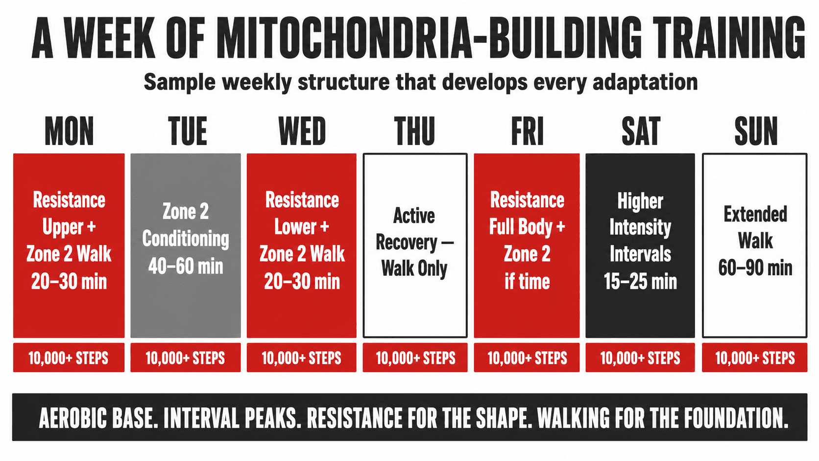 Weekly schedule infographic titled A Week of Mitochondria-Building Training, with Mon Resistance Upper plus Zone 2 walk, Tue Zone 2 conditioning 40 to 60 min, Wed Resistance Lower plus Zone 2 walk, Thu Active Recovery walk only, Fri Resistance Full Body plus Zone 2 if time, Sat Higher Intensity Intervals 15 to 25 min, Sun Extended walk 60 to 90 min, with 10,000+ steps every day, captioned Aerobic Base. Interval Peaks. Resistance for the Shape. Walking for the Foundation.