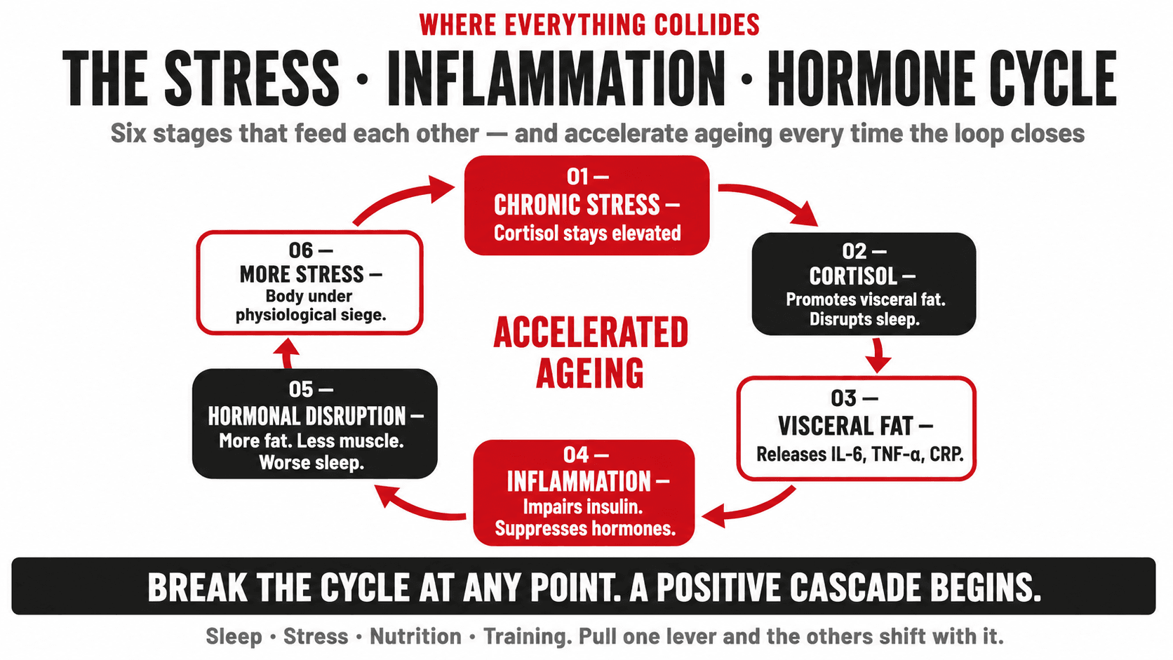 Infographic titled 'Where Everything Collides — The Stress · Inflammation · Hormone Cycle — six stages that feed each other and accelerate ageing every time the loop closes' showing a circular flow diagram around a central 'Accelerated Ageing' label, moving through six numbered stages: 01 Chronic Stress (cortisol stays elevated), 02 Cortisol (promotes visceral fat, disrupts sleep), 03 Visceral Fat (releases IL-6, TNF-alpha, CRP), 04 Inflammation (impairs insulin, suppresses hormones), 05 Hormonal Disruption (more fat, less muscle, worse sleep), 06 More Stress (body under physiological siege), closing 'Break the cycle at any point. A positive cascade begins. Sleep · Stress · Nutrition · Training. Pull one lever and the others shift with it.'