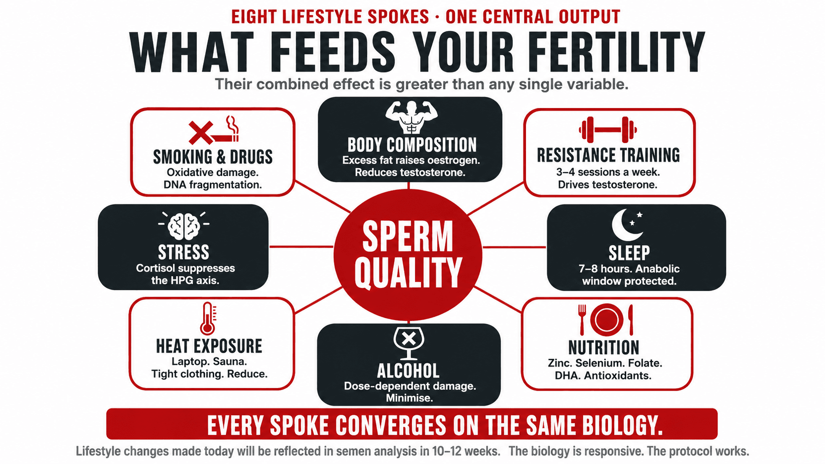 Infographic titled 'Eight Lifestyle Spokes · One Central Output — What Feeds Your Fertility — their combined effect is greater than any single variable' showing a hub-and-spoke diagram with 'Sperm Quality' at the centre and eight inputs radiating around it: Smoking & Drugs (oxidative damage, DNA fragmentation), Body Composition (excess fat raises oestrogen, reduces testosterone), Resistance Training (3–4 sessions a week, drives testosterone), Stress (cortisol suppresses the HPG axis), Sleep (7–8 hours, anabolic window protected), Heat Exposure (laptop, sauna, tight clothing, reduce), Alcohol (dose-dependent damage, minimise), Nutrition (zinc, selenium, folate, DHA, antioxidants), closing 'Every spoke converges on the same biology. Lifestyle changes made today will be reflected in semen analysis in 10–12 weeks. The biology is responsive. The protocol works.'