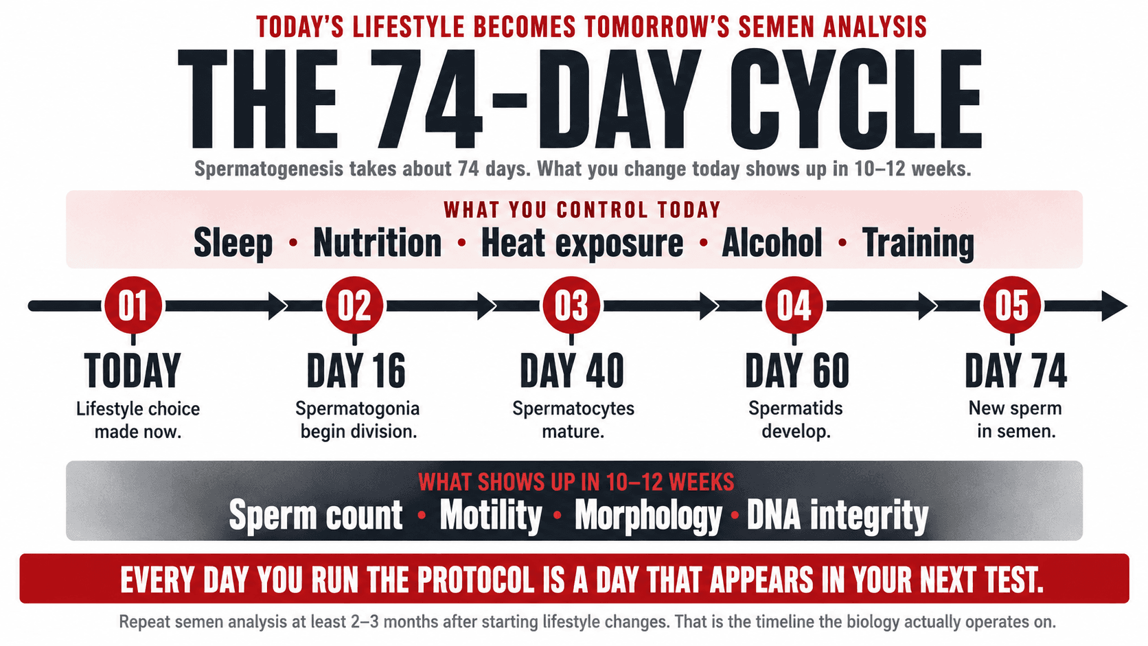 Infographic titled 'Today's Lifestyle Becomes Tomorrow's Semen Analysis — The 74-Day Cycle — spermatogenesis takes about 74 days. What you change today shows up in 10 to 12 weeks.' showing a horizontal five-point timeline: 01 Today (lifestyle choice made now), 02 Day 16 (spermatogonia begin division), 03 Day 40 (spermatocytes mature), 04 Day 60 (spermatids develop), 05 Day 74 (new sperm in semen), with two bands of inputs and outputs — What You Control Today (Sleep · Nutrition · Heat exposure · Alcohol · Training) and What Shows Up in 10–12 Weeks (Sperm count · Motility · Morphology · DNA integrity), closing 'Every day you run the protocol is a day that appears in your next test. Repeat semen analysis at 2 to 3 months after starting lifestyle changes. That is the timeline the biology actually operates on.'