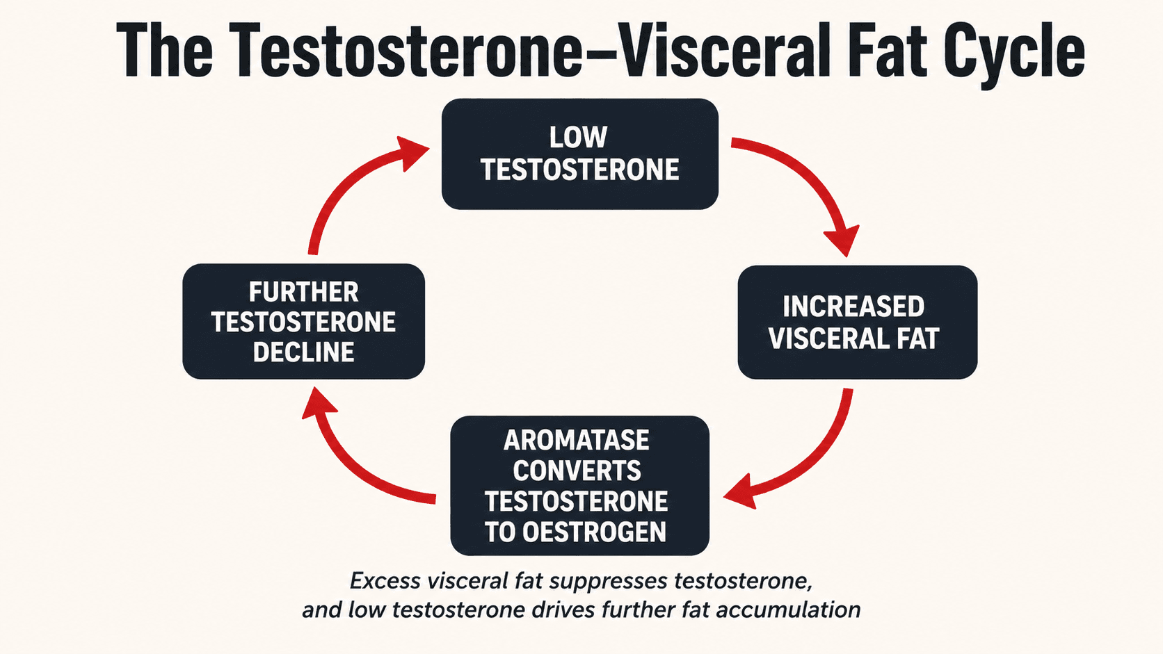 The bidirectional cycle between low testosterone and visceral fat in men — excess visceral fat aromatises testosterone to oestradiol, further lowering testosterone and driving more fat accumulation