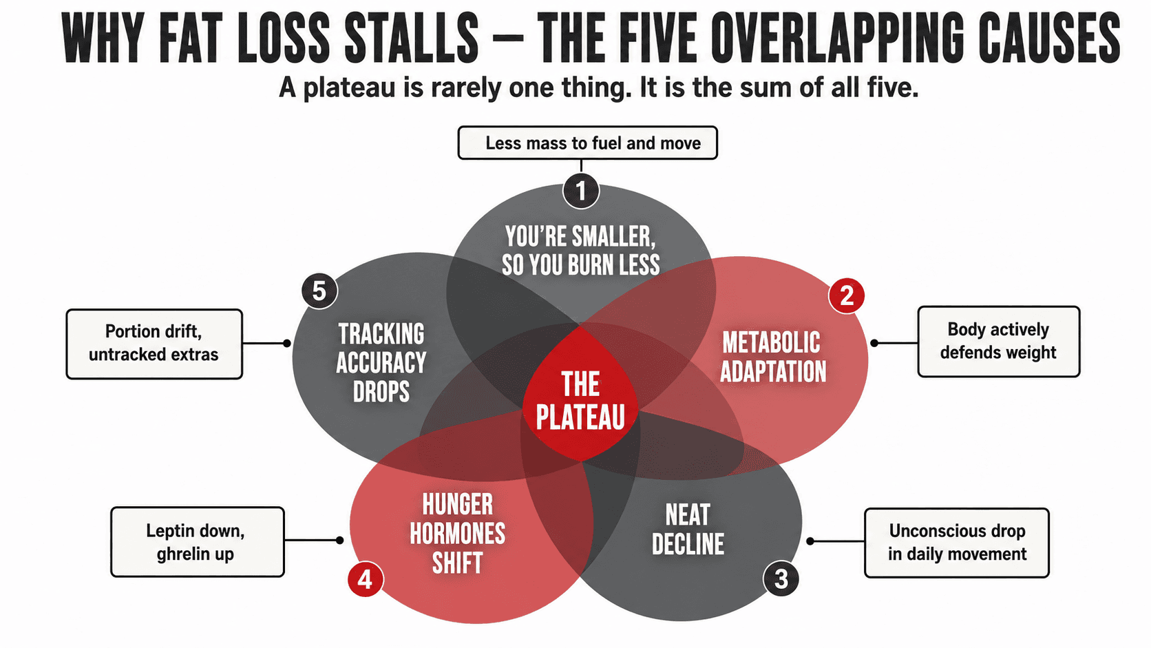 Venn diagram showing the five overlapping reasons fat loss stalls and how they interact