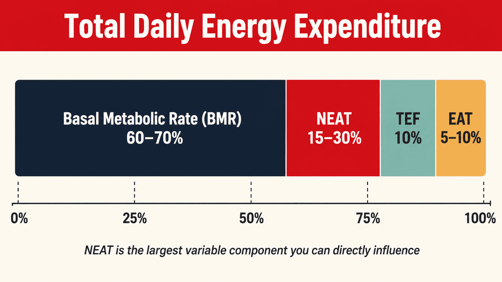 Pie chart of total daily energy expenditure showing basal metabolic rate, thermic effect of food, exercise activity thermogenesis, and NEAT — illustrating how NEAT dwarfs structured exercise for most people