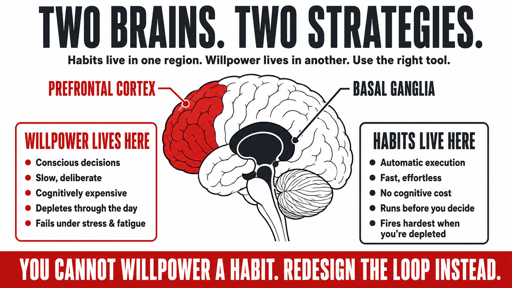 A cross-section diagram of the human brain highlighting the basal ganglia and prefrontal cortex, showing why habit change requires working with neurological architecture rather than against it