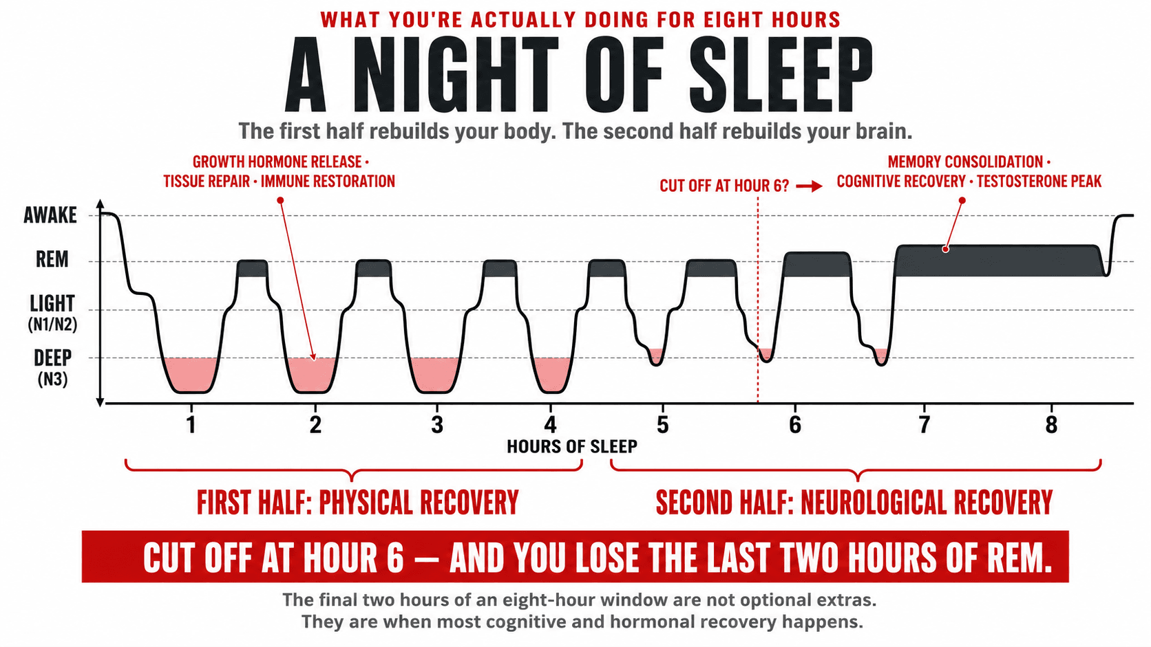 Infographic titled 'What You're Actually Doing for Eight Hours — A Night of Sleep — the first half rebuilds your body. The second half rebuilds your brain.' showing a hypnogram-style line graph of the four sleep stages (Awake, REM, Light N1/N2, Deep N3) cycling across an 8-hour window: the first half dominated by deep slow-wave sleep with notes 'growth hormone release, tissue repair, immune restoration', the second half dominated by long REM cycles with notes 'memory consolidation, cognitive recovery, testosterone peak', and a 'cut off at hour 6' marker, closing 'Cut off at hour 6 — and you lose the last two hours of REM. The final two hours of an eight-hour window are not optional extras. They are when most cognitive and hormonal recovery happens.'