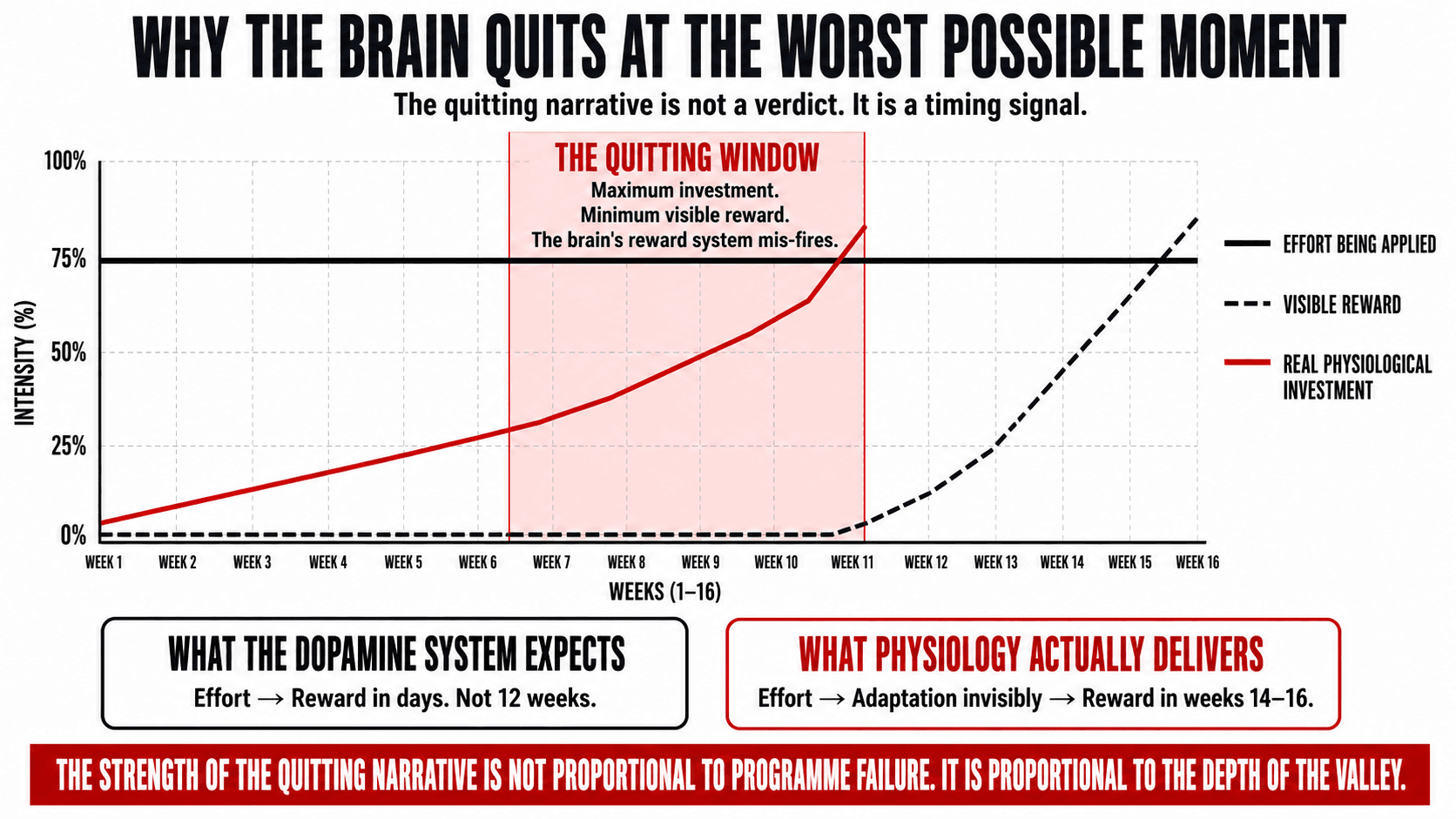 A brain diagram showing the dopaminergic reward system's short feedback loop conflicting with the long adaptation timeline of physical training — explaining why the quitting narrative arrives at weeks seven to ten