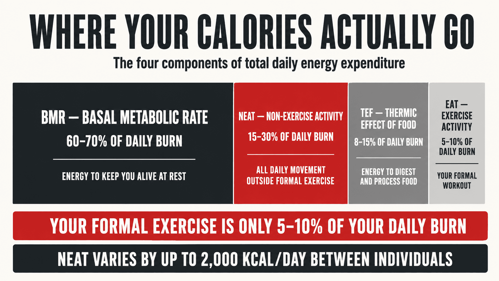 Diagram of the four components of total daily energy expenditure showing BMR, NEAT, TEF, and EAT proportions