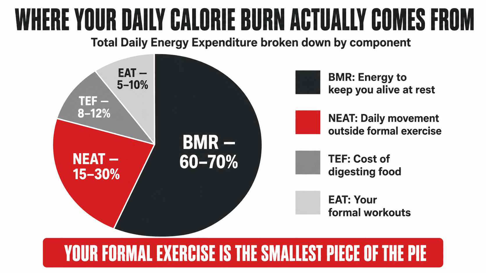 Pie chart titled Where Your Daily Calorie Burn Actually Comes From, breaking total daily energy expenditure into BMR (60 to 70 percent), NEAT (15 to 30 percent), TEF (8 to 12 percent) and EAT formal workouts (5 to 10 percent), captioned Your Formal Exercise Is the Smallest Piece of the Pie