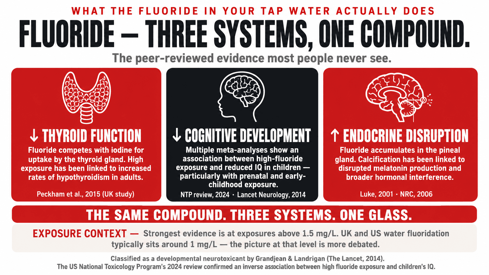 Infographic: Fluoride's effects on thyroid function, cognitive development, and endocrine disruption