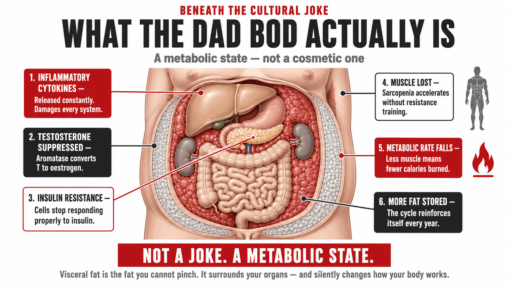 Infographic titled 'Beneath the Cultural Joke — What the Dad Bod Actually Is — a metabolic state, not a cosmetic one' showing a medical-style abdomen cross-section with visceral fat wrapped around the liver, kidneys and intestines, surrounded by six callouts: 1. Inflammatory Cytokines (released constantly, damages every system), 2. Testosterone Suppressed (aromatase converts T to oestrogen), 3. Insulin Resistance (cells stop responding properly to insulin), 4. Muscle Lost (sarcopenia accelerates without resistance training), 5. Metabolic Rate Falls (less muscle means fewer calories burned), 6. More Fat Stored (the cycle reinforces itself every year), closing 'Not a joke. A metabolic state. Visceral fat is the fat you cannot pinch. It surrounds your organs — and silently changes how your body works.'