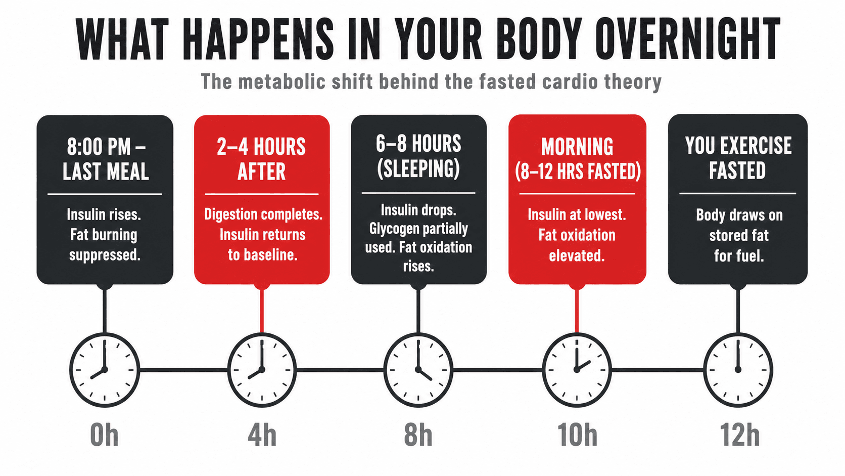 Timeline infographic titled What Happens In Your Body Overnight, plotting the metabolic shift behind the fasted cardio theory: 8pm last meal (insulin rises, fat burning suppressed), 2 to 4 hours after (digestion completes, insulin returns to baseline), 6 to 8 hours sleeping (insulin drops, glycogen partially used, fat oxidation rises), morning at 8 to 12 hours fasted (insulin at lowest, fat oxidation elevated), then You Exercise Fasted with the body drawing on stored fat for fuel