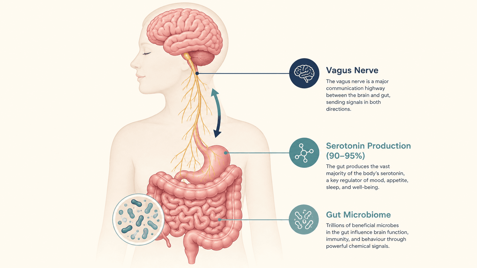 Medical illustration of the gut-brain axis showing the vagus nerve and bidirectional communication pathways between the gut microbiome and the brain