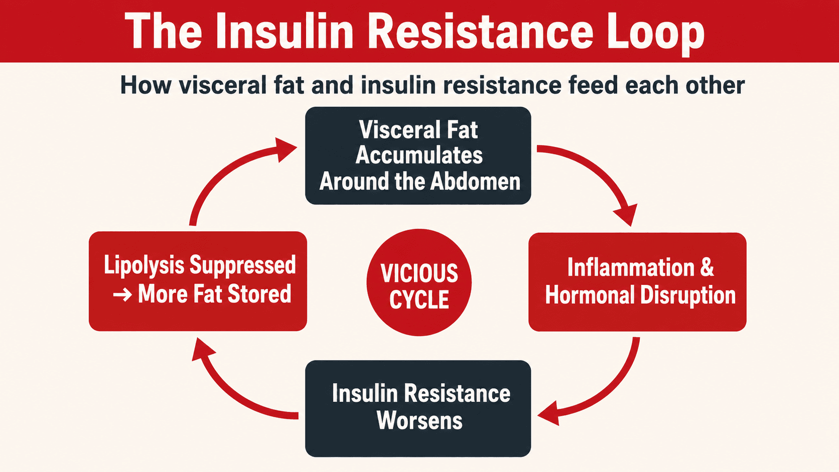 A circular diagram of the insulin resistance vicious cycle: visceral fat accumulating around the abdomen drives inflammation and hormonal disruption, which worsens insulin resistance, which suppresses lipolysis and stores more fat, feeding back into more visceral fat