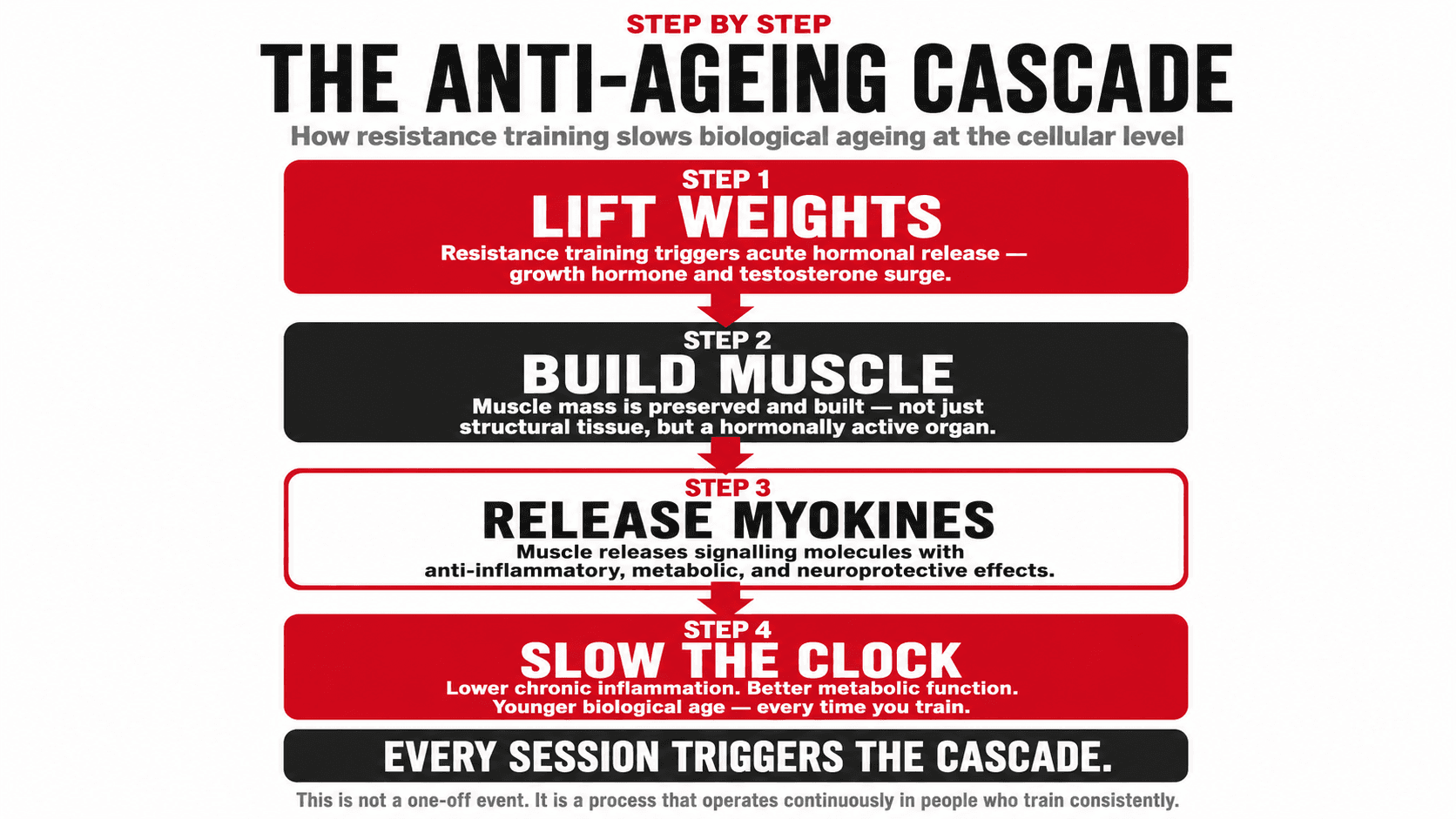 Infographic titled 'Step By Step — The Anti-Ageing Cascade — How resistance training slows biological ageing at the cellular level' showing four sequential steps: 1. Lift Weights (resistance training triggers acute hormonal release, growth hormone and testosterone surge), 2. Build Muscle (muscle mass is preserved and built — not just structural tissue, but a hormonally active organ), 3. Release Myokines (muscle releases signalling molecules with anti-inflammatory, metabolic and neuroprotective effects), 4. Slow the Clock (lower chronic inflammation, better metabolic function, slower biological age), closing 'Every session triggers the cascade — this is not a one-off event. It is a process that operates continuously in people who train consistently.'