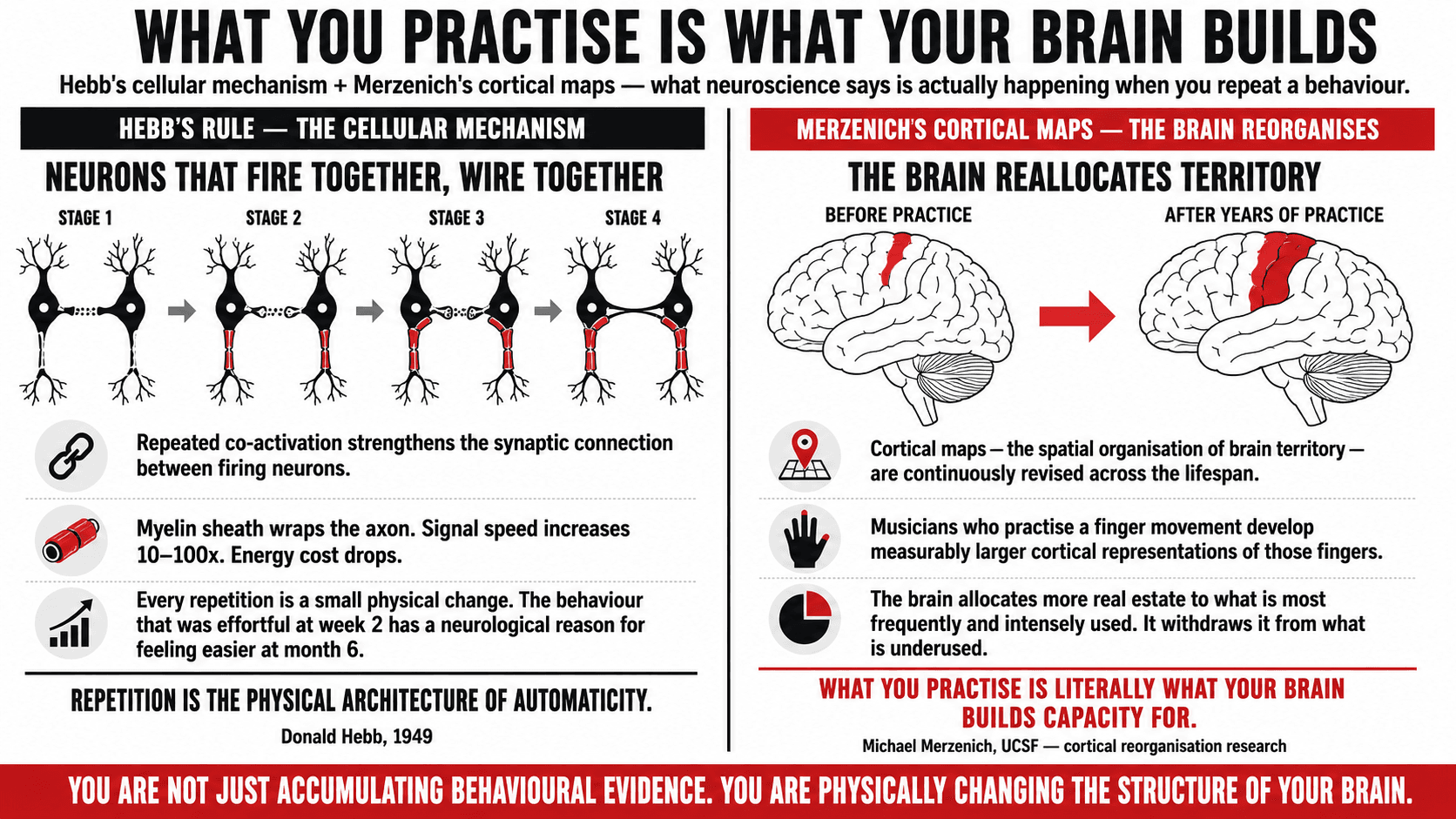 A diagram of Hebb's rule — neurons that fire together wire together — showing synaptic strengthening through repeated co-activation