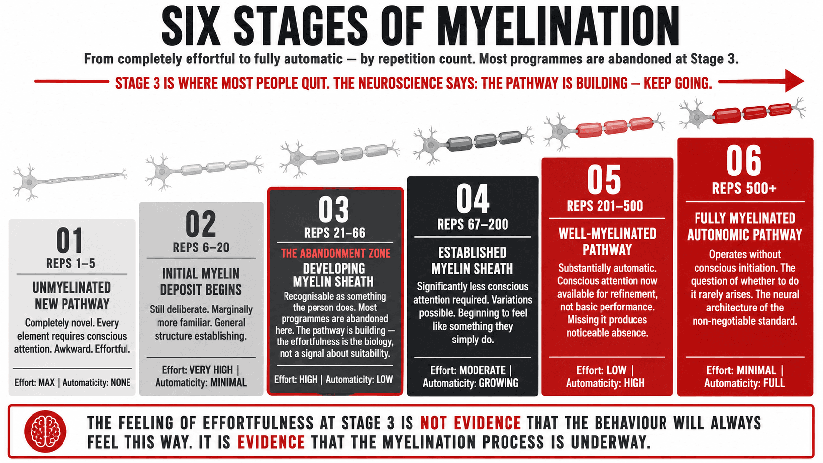A six-stage myelination progression diagram showing how neural pathways develop from unmyelinated new pathways to fully automatic, well-myelinated circuits